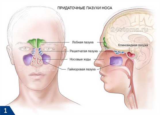 Схема расположения решетчатых пазух и других придаточных пазух носа