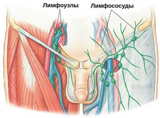 Паховые лимфоузлы и лимфососуды