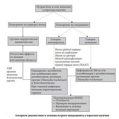 Алгоритм диагностики и лечения острого эпидидимита у взрослых мужчин
