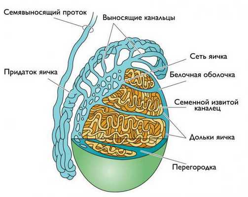 Строение яичка и его придатка