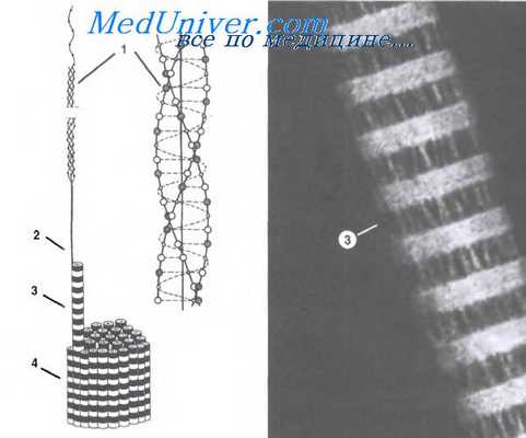 воспаление в соединительной ткани