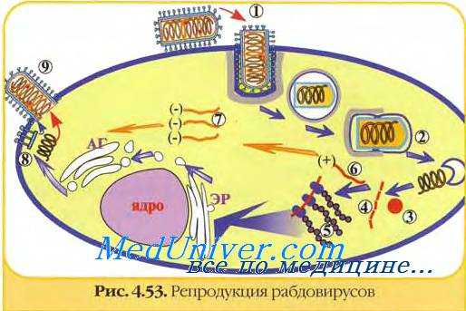 Бешенство. Вирус бешенства. Свойства возбудителя бешенства