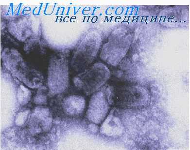 возбудитель бешенства