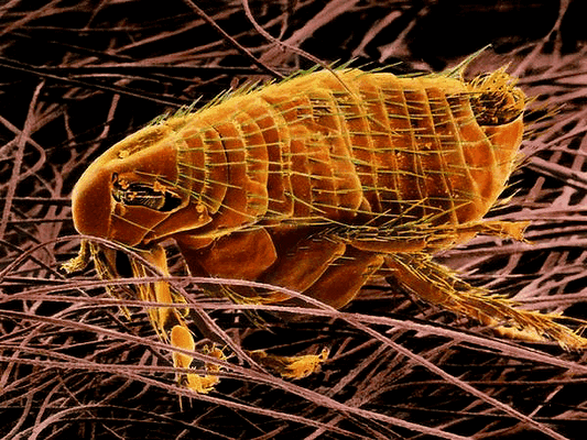 Блоха на крысе