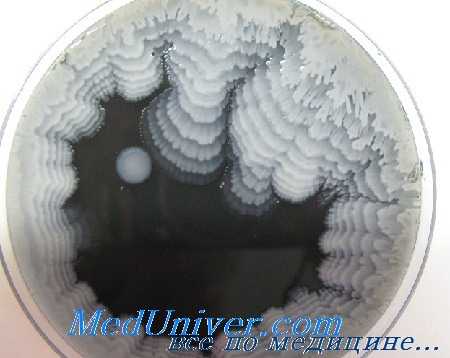 назокомиальные инфекции