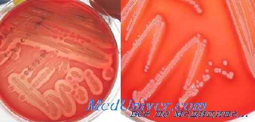 золотистый стафилококк S. aureus MRSA