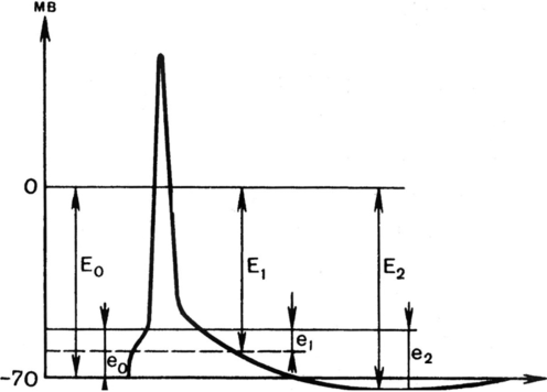 Величина мембранного и порогового потенциалов в разные фазы развития возбуждения