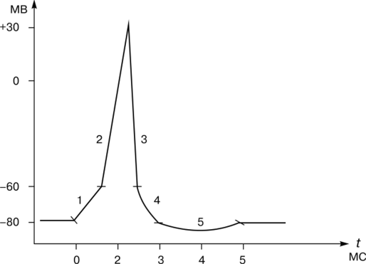 Потенциал действия