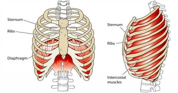 дыхательные мышцы