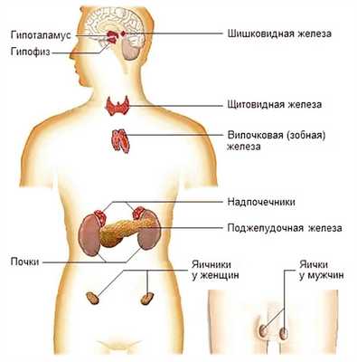 Эндокринная система человека