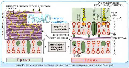 Воздействие химических факторов на бактерии. Дезинфектанты. Антисептики.