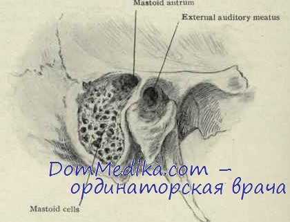 сосцевидный отросток