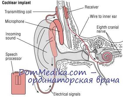 сосцевидный отросток