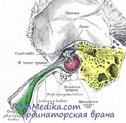 сосцевидный отросток