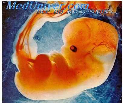 зародыш человека