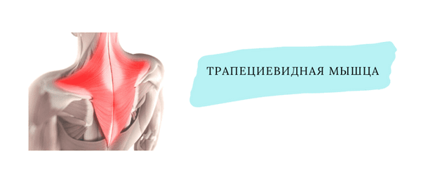 трапециевидная мышца.png