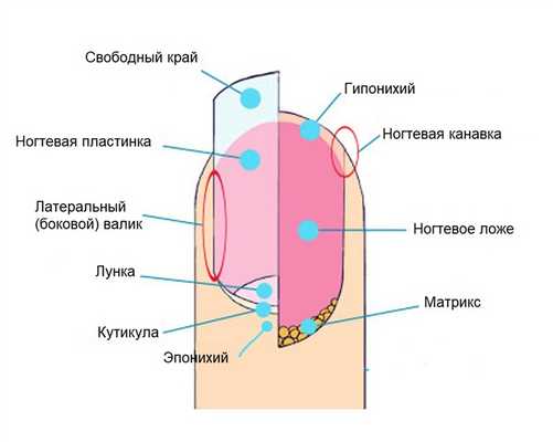 Врастание ногтя пальца стопы
