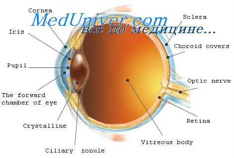 цилиарный аппарат эмбриона
