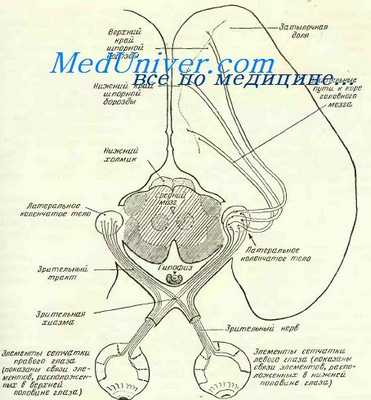 проводящие пути глаза