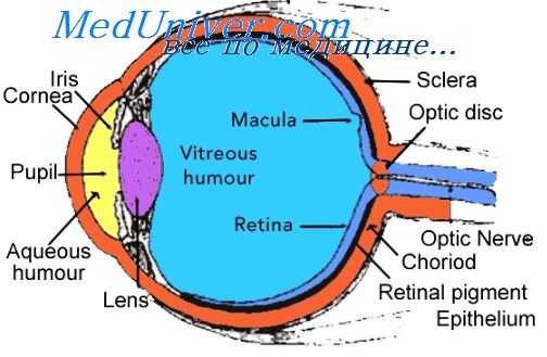 киста глаза эмбриона