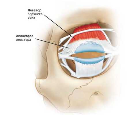 Апоневроз леватора