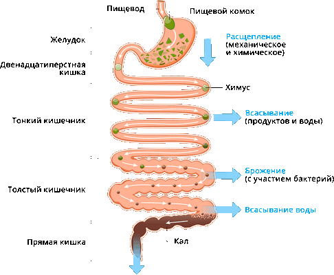 перистальтика желудка.png