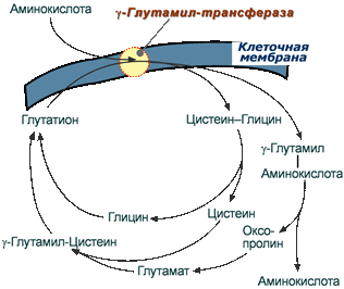 Транспорт аминокислот при участии глутатиона - глутатионовая система транспорта амитнокислот