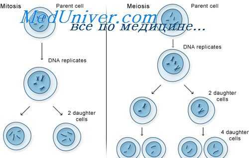 мейоз клеток