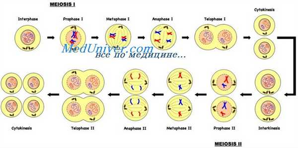 фазы мейоза половых клеток