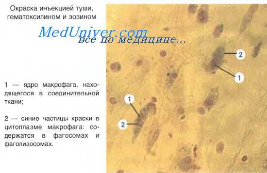 атипические митозы