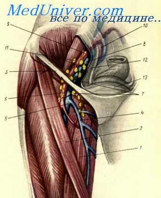 вульвэктомия