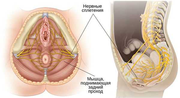 Половой нерв и мышца, поднимающая задний проход