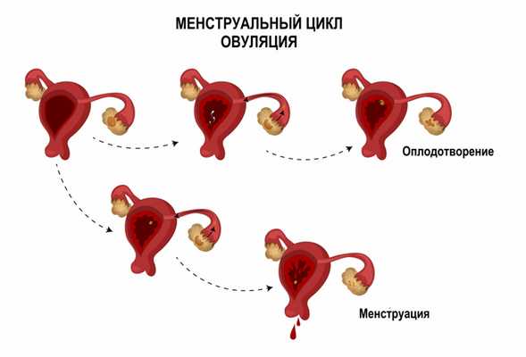 Овуляция.jpg