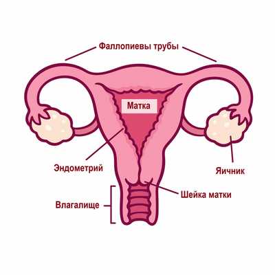 Женская репродуктивная система.jpg
