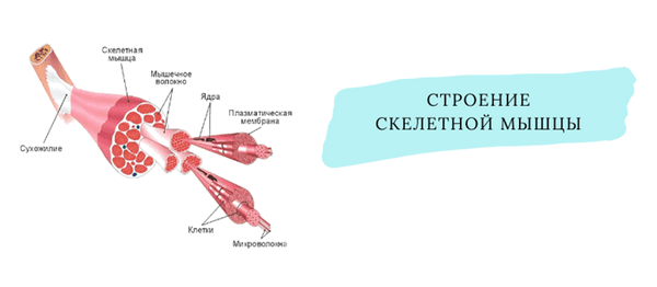 Строение скелетной мышцы