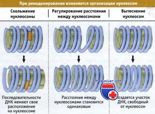 Ремоделирование нуклеосом