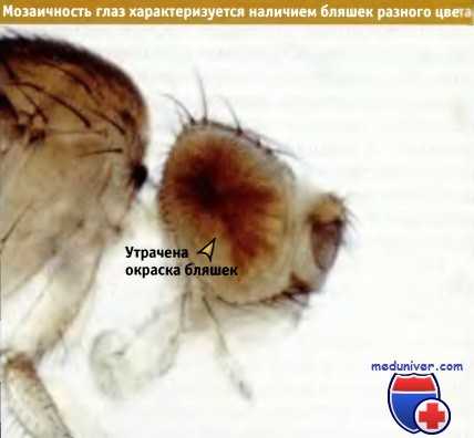 Формирование цвета глаз