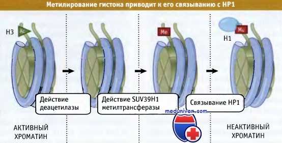 Метилирование гистона
