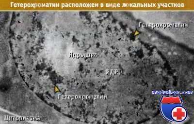 Гетерохроматин