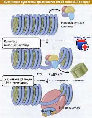 Транскрипция хроматина