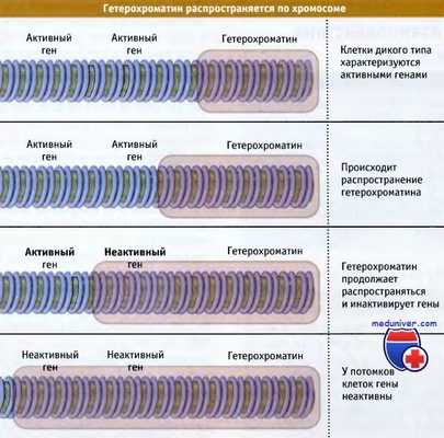 Гетерохроматин