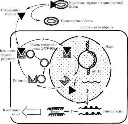 Схема механизма реализации эффектов стероидных гормонов