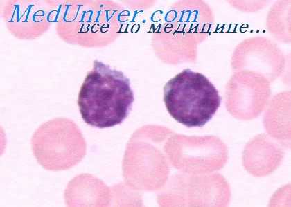 супрессорные лимфоциты