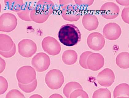 антителообразующие клетки