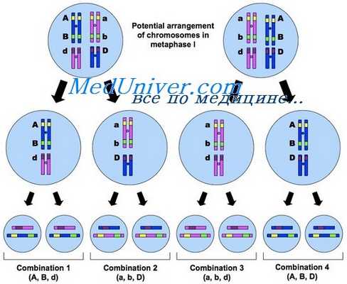 сцепление генов