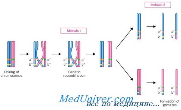 рекомбинации генов