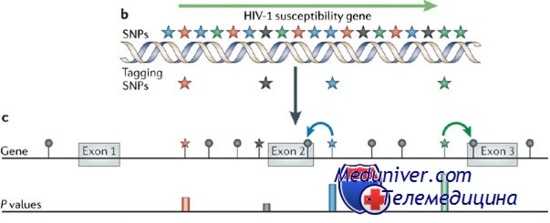 связь между локусами генов
