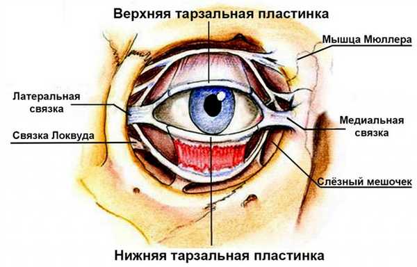 Анатомия века