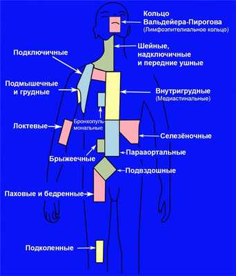 Расположение лимфоузлов