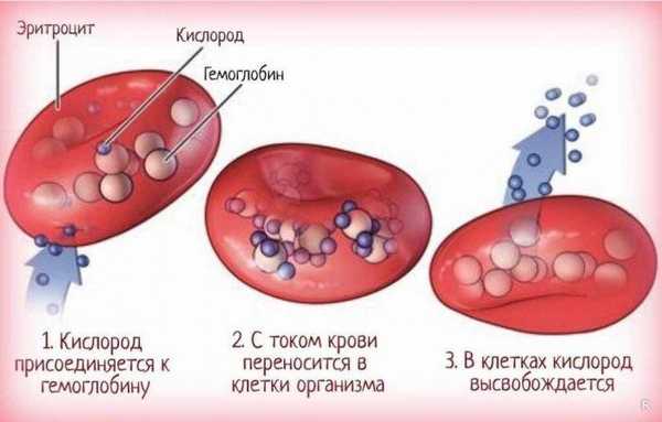 функции эритроцитов в крови